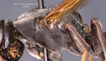 Media type: image;   Entomology 33171 Aspect: thorax lateral